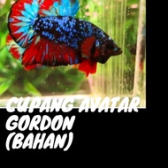 cupang avatar gordon bahan ikan