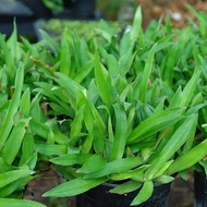 RUMPUT BEIJING/ RUMPUT SITI KHADIJAH