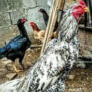 Anak ayam Shamo belgia/umur 2bulan