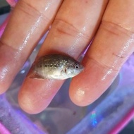 Bibit Ikan Louhan SRD Size 2 Cm Kualitas Premium / Ikan Louhan  / Bibit Ikan / Ikan Ternak