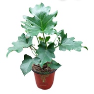 RARE Selloum Philodendron"SAHOD YAMAN"Dwarf Version of Selloum Live Plants/Lucky Plant