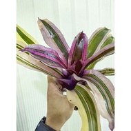 bromeliad neoregelia Aussie Dream