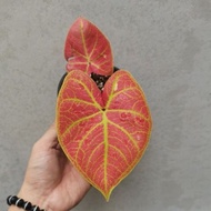 Caladium bicolor houseplant Keladi warna mix 彩叶芋