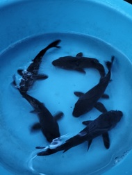 Koi Fish Black Koi Ikan Koi Live Fish Aquarium Ikan Hidup