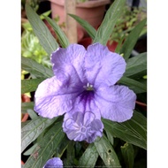 MM- Purple Mexican Petunia Cutting / Keratan Pokok Ruellia Ungu / keratan untuk ditanam