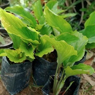 RARE / EXOTIC / NADIR Halia Hitam MARDI / Kunyit Hitam / Black Ginger (Kaempferia parviflora) - Poko
