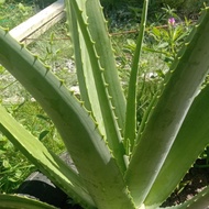 DAUN LIDAH BUAYA / ALOEVERA