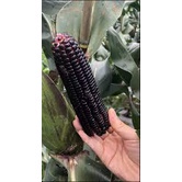 5 ounces of black sticky corn seeds