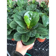 TIDECO - Ficus Iyrata P90 琴叶榕 (Real Live Plant / Pokok Hidup)