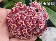 毬蘭 銀斑紅龍 Hoya pubicalyx Red Dragon 續花性 香