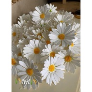 Chrysanthemum 50b(4cm)