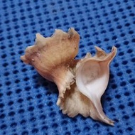 貝殼標本-瑪娃花仙螺-0542