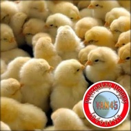 YG4 DOC Broiler | Anak Ayam Broiler | Ayam Pedaging | Yan45