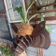 創意麋鹿頭裝飾上板鹿角蕨(二叉鹿角蕨)