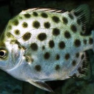 ikan kiper/ketang2