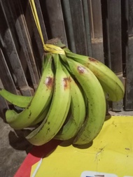 Pisang tanduk / pisang raja Bagja siap matang