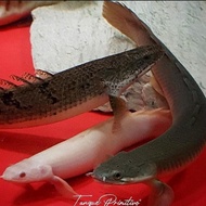Ikan Naga - Ikan palmas - Ikan predator air tawar