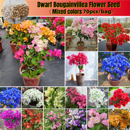 [Easy To Grow In Philippines] Dwarf Bougainvillea Seeds for Sale Mixed Colors Flower Seeds for Planting Flowers (70 Seeds) Bonzai Seeds for Pots Buto Ng Bulaklak Balcony Bougainvillea Live Plants Seeds for Sale Flowering Plants Seeds and Bulbs Real Plants
