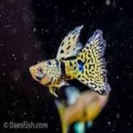 Guppy Yellow Tiger King Kobra