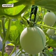 MERLYMALL 30pcs Mesh melon hook, melon hook cantaloupe Hanging Hook, 2024 Elizabeth cantaloupe Hangi