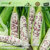 10pcs Benih JAGUNG PULUT MANIS/Sweet corn seeds/F1 Hybrid