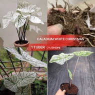 CALADIUM WHITE CHRISTMAS 01 TUBER