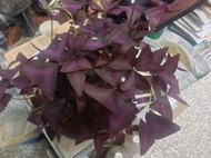 ★╮芳草園★╮－紫色炸醬草「飛機草」盆栽