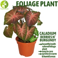 [Local Seller] Caladium Berries N' burgundy Houseplant Indoor Outdoor Foliage Plant | Th e Garden Boutique - Live Plants