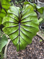 บอน หน้ากากฟาโรห์/Colocasia Pharaoh's Mask (ตัดสดห่อตุ่ม)