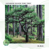 (10 Biji) Benih Bibit Biji - Pohon Japanese Black Pine / Pinus Hitam Jepang (Pinus thunbergii) Exoti