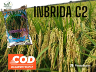 benih padi inbrida C2 1kg bibit unggul Inbrida C2
