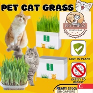 【SG Local】 Soiless Cat Grass Vitamin Minerals and Fibers Wheat Grass  (Improve Mental Stability &amp; Immunes System)