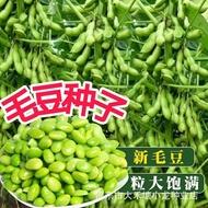 Ready Stock Fast Shipping High-Produced Early Cooked 50 Days Large Edamame Seeds Disease Resistant C