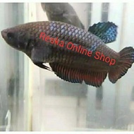 Ikan Cupang aduan Betina Ori Import Thailand
