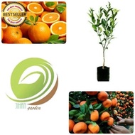 NEW!! bibit pohon jeruk santang madu-tanaman buah jeruk santang madu