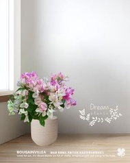 三角梅 簕杜鵑 連優質 陶瓷花盆  Bougainvillea  with Quality Ceramic Pot 🍀Potted plant 盆栽植物 🍀Indoor 室內種植🍀Outdoor