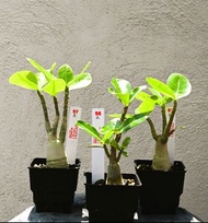 索科千嬌沙漠玫瑰 Adenium obesum subsp. socotranum/ / 塊根植物 Caudex / 龜甲龍、索馬里葡萄甕、念珠橄欖都有賣架