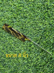 หวีWikaloid หวีกระ ขนาด8นิ้ว ของแท้ MADE IN AUSTRIA