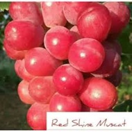 ANAK POKOK ANGGUR RED SHINE MUSCAT Super Premium Grapes. GRAPE
