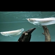 Unik ikan arwana silver albino Diskon