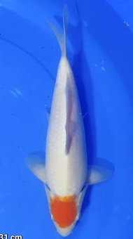 Ikan Koi Tancho Kohaku Import Jepang/ Sakai Fish Farm / Code 85