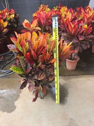 變葉木｜盆栽植物綠植｜家居庭院公園綠地景觀