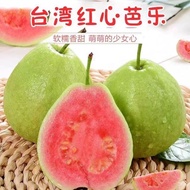Guava Seed Four Seasons Sowing 26403A8/28