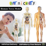 3D Human Body Torso Model Removable Parts Organ Students Science Learning Skeleton Model Sains Badan