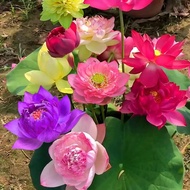 Open Lotus Seed Lotus Seed Water Lily Seed Four Seasons Hydroponic Plant Seed Non-Bowl Lotus Seed