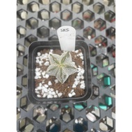 Augustfame - Astrophytum Myriostigma cv Onzuka 5 rib SK5 恩冢鸾凤玉 cacatus succulent