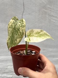 遺跡龜背竹 1 - 觀葉植物盆栽