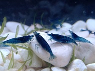 blue diamond shrimp 5 pcs