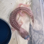 Leopard Gecko Super Pied