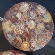 crystal decorations Auspicious ammonite fossil small